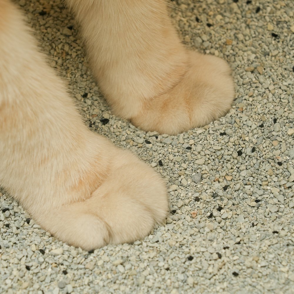 캐네디언샌드 고양이모래 벤토나이트 먼지없는 모래 8kg, 2개 상세 이미지 2