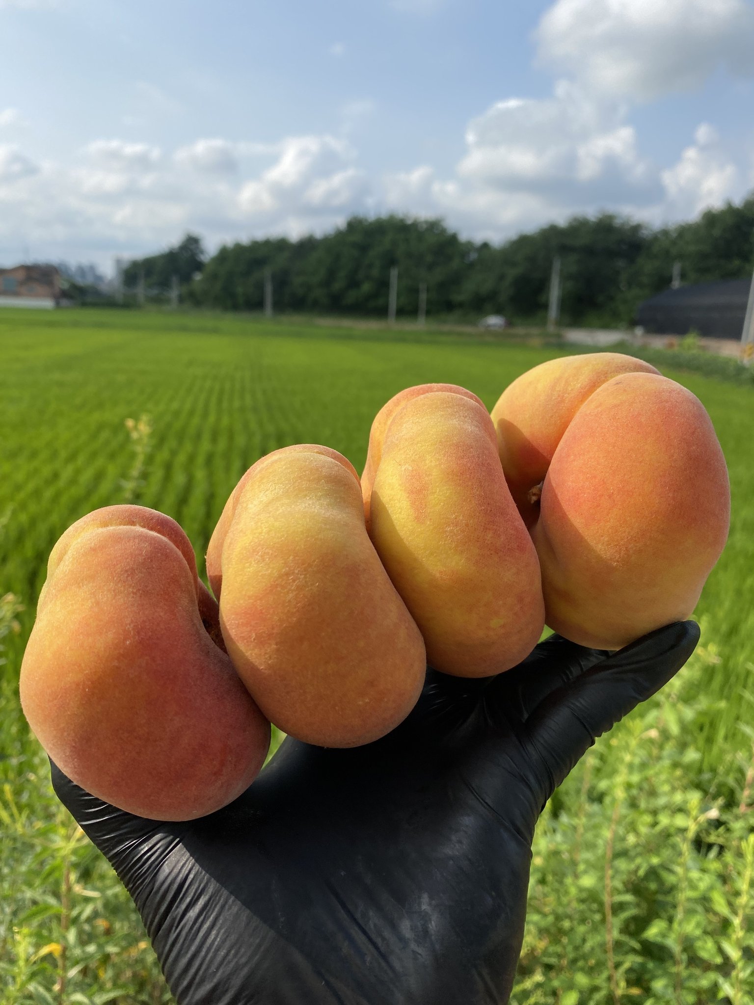 복숭아 신비복숭아 납작복숭아 하우스 대극천 거반도 빅숭아 천도 신선 백도 말랑이 딱딱이 상세 이미지 2
