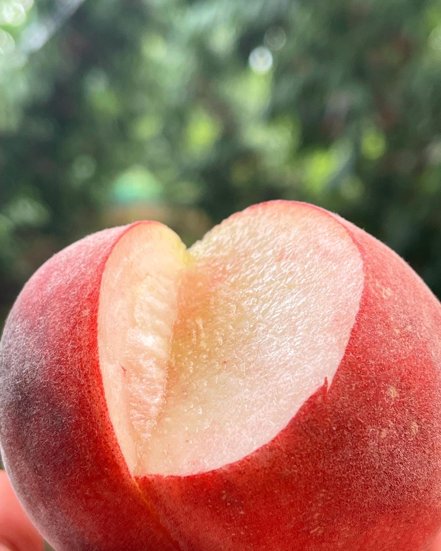 복숭아 신비복숭아 납작복숭아 하우스 대극천 거반도 빅숭아 천도 신선 백도 말랑이 딱딱이 상세 이미지 2